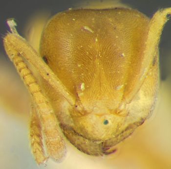 Media type: image; Entomology 30142   Aspect: head frontal view